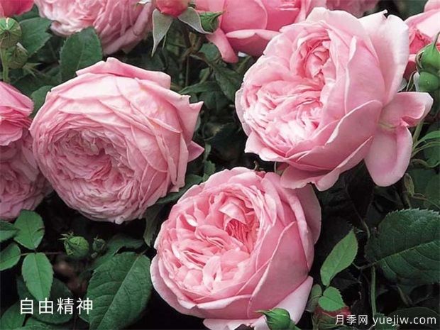 推薦10個(gè)花期***長(cháng)的藤本月季品種(圖8)