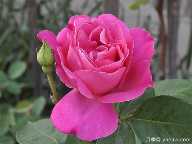 讓同一盆的月季花同一天開(kāi)花，應該如何做？(圖1)