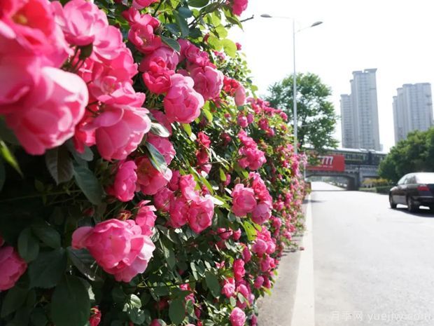 回首2021年花木產(chǎn)業(yè)那些事兒，創(chuàng  )新永恒(圖1)