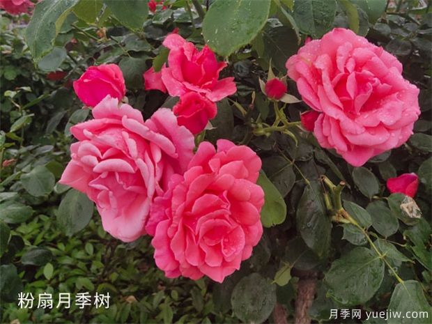 緋扇月季和粉扇月季花有哪些共同特性？(圖2)