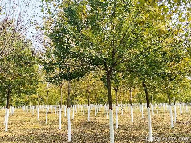 南陽(yáng)五角楓苗種植栽培技術(shù)(圖1)