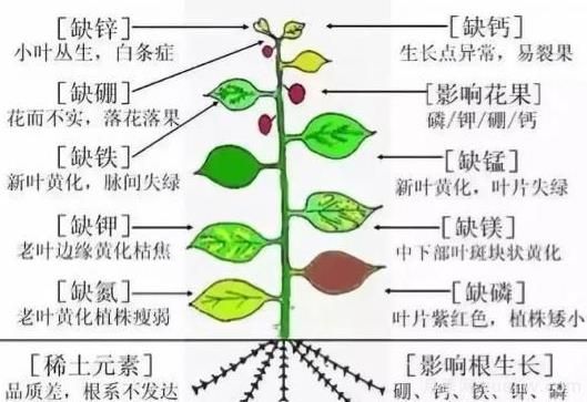 月季底肥如何使用？正確用肥才能讓花長(cháng)得旺盛(圖2)