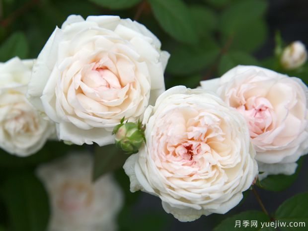 中國10大古老月季品種有哪些？花美花期長(cháng)(圖4)