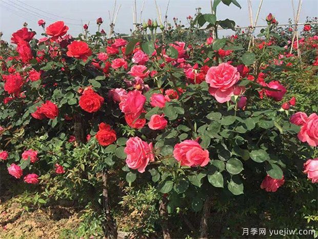 園林苗木配植需要記住哪些問(wèn)題？(圖1)