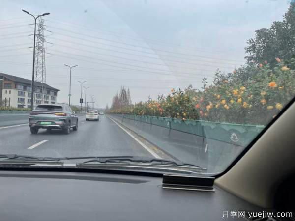 紅從容和黃從容，杭州中河高架?chē)蓝镩_(kāi)出爆美月季(圖1)