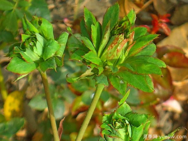 中國10大古老月季品種有哪些？花美花期長(cháng)(圖3)