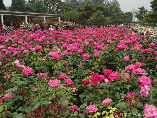 北京月季市花文化和景觀(guān)圖集(圖4)