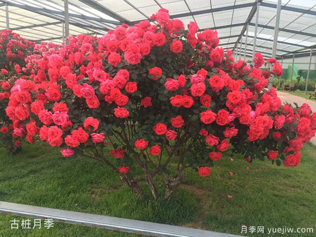 園林綠化中的樹(shù)木分類(lèi)(圖1)