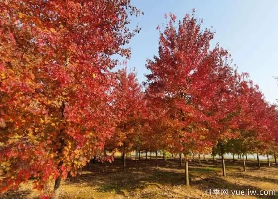 20公分紅楓多少錢(qián)一棵(圖1)