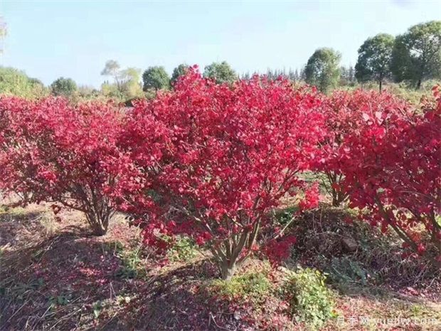 想通過(guò)彩葉苗木賺錢(qián)，哪些苗木品種***暢銷(xiāo)(圖1)