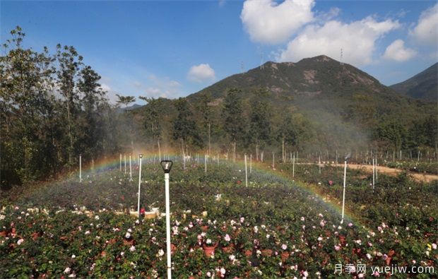 大灣區實(shí)現月季在南方生長(cháng) 百萬(wàn)盆精品月季將扮靚新春深圳(圖2)