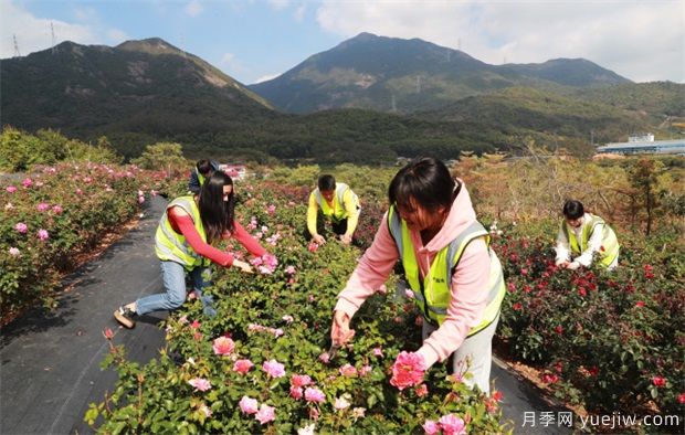 大灣區實(shí)現月季在南方生長(cháng) 百萬(wàn)盆精品月季將扮靚新春深圳(圖3)