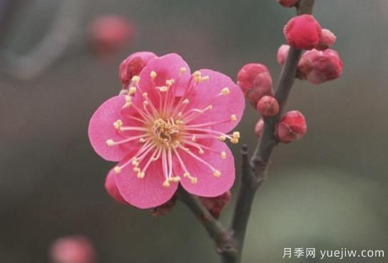 梅花如何栽培？養護辦法分享(圖1)