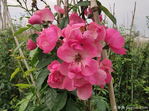 解析園林苗圃病蟲(chóng)害防治原則(圖1)