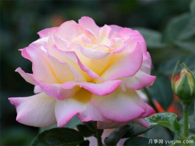 黑龍江區域地栽月季如何耐寒過(guò)冬(圖1)