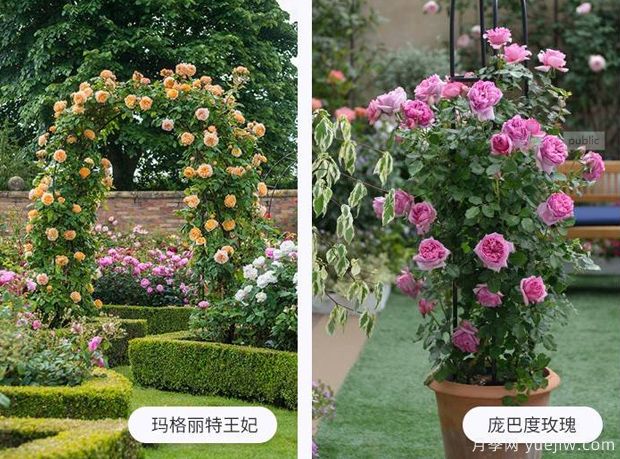 藤蔓植物有哪些，藤蔓植物有哪些知識(圖1)