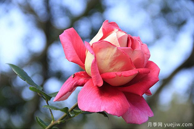 一年四季都能開(kāi)花的花卉有哪些？花卉護理原則(圖1)