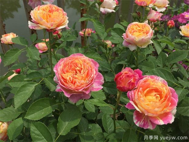 月季花蟲(chóng)害的治療方法(圖1)