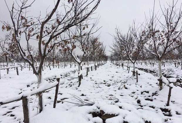 大雪天氣下怎樣保護苗木？(圖1)