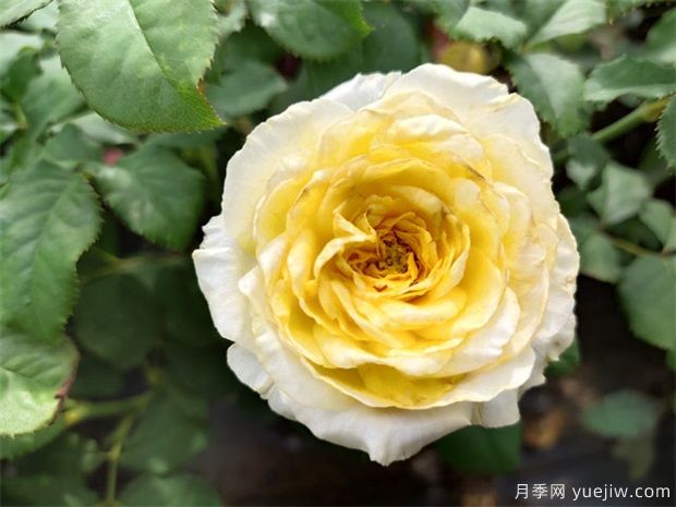 月季花養哪個(gè)品種比較好？花友高標準推薦11個(gè)(圖1)