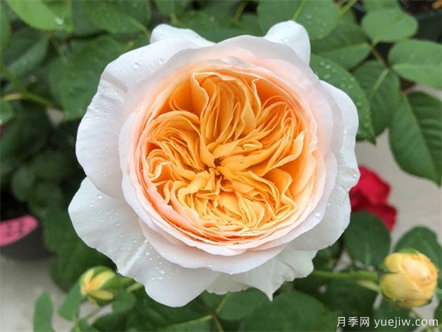 月季花養哪個(gè)品種比較好？花友高標準推薦11個(gè)(圖2)