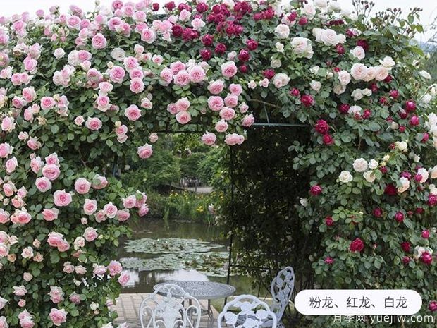 爬藤花卉有幾種？(圖1)