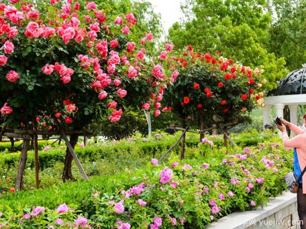 如何讓月季花卉保持***佳的生長(cháng)狀態(tài)？(圖1)
