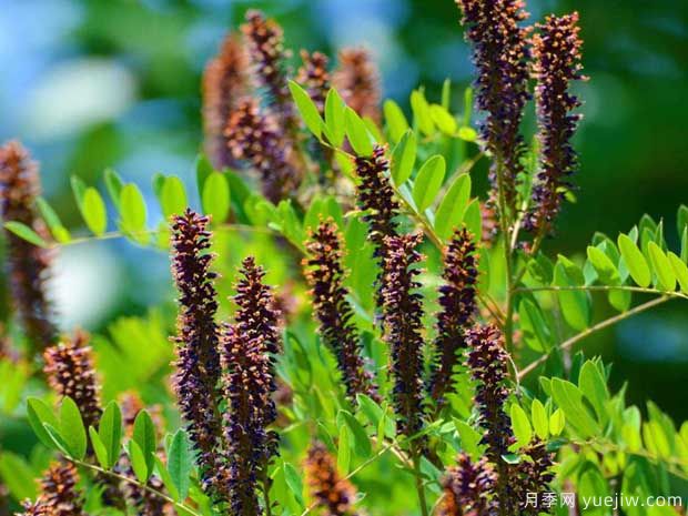 紫穗槐的圖片特點(diǎn)和種植養護(圖1)