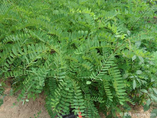 紫穗槐的圖片特點(diǎn)和種植養護(圖2)