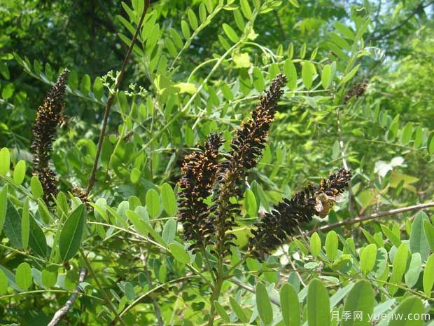 紫穗槐的圖片特點(diǎn)和種植養護(圖3)