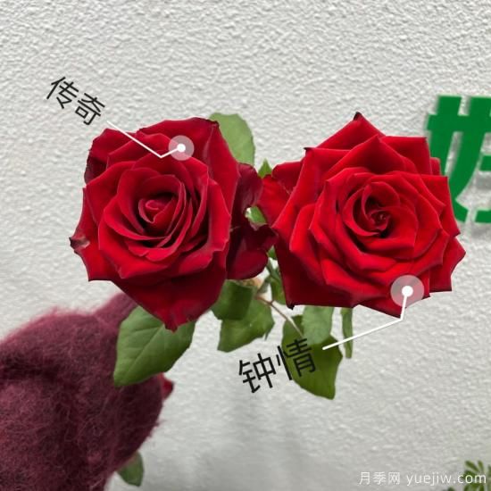 花店常備的15種紅玫瑰是什么？有什么優(yōu)缺點(diǎn)？(圖1)