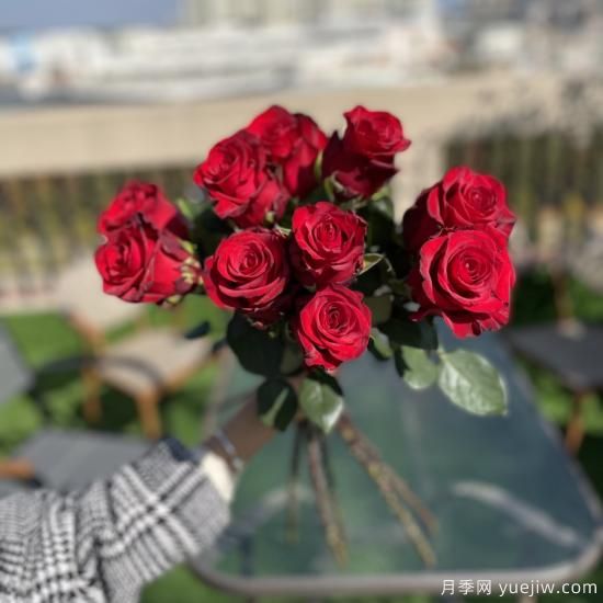花店常備的15種紅玫瑰是什么？有什么優(yōu)缺點(diǎn)？(圖2)