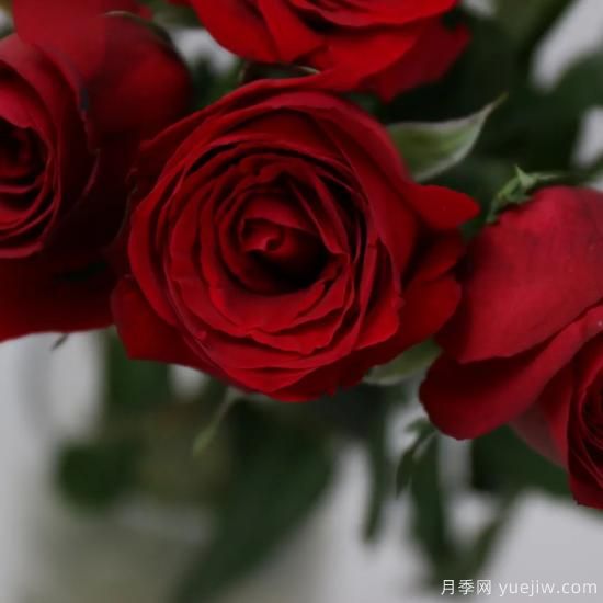 花店常備的15種紅玫瑰是什么？有什么優(yōu)缺點(diǎn)？(圖3)