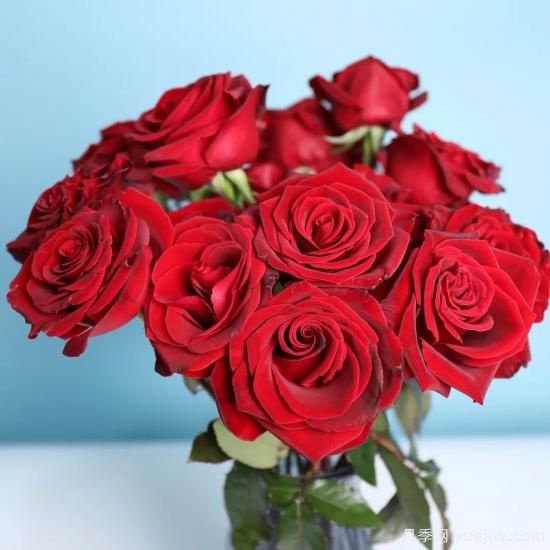 花店常備的15種紅玫瑰是什么？有什么優(yōu)缺點(diǎn)？(圖7)