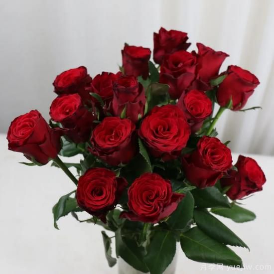 花店常備的15種紅玫瑰是什么？有什么優(yōu)缺點(diǎn)？(圖9)