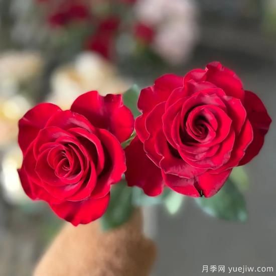 花店常備的15種紅玫瑰是什么？有什么優(yōu)缺點(diǎn)？(圖8)