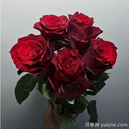 花店常備的15種紅玫瑰是什么？有什么優(yōu)缺點(diǎn)？(圖10)