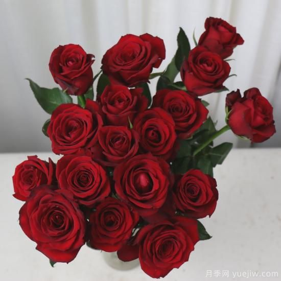 花店常備的15種紅玫瑰是什么？有什么優(yōu)缺點(diǎn)？(圖14)