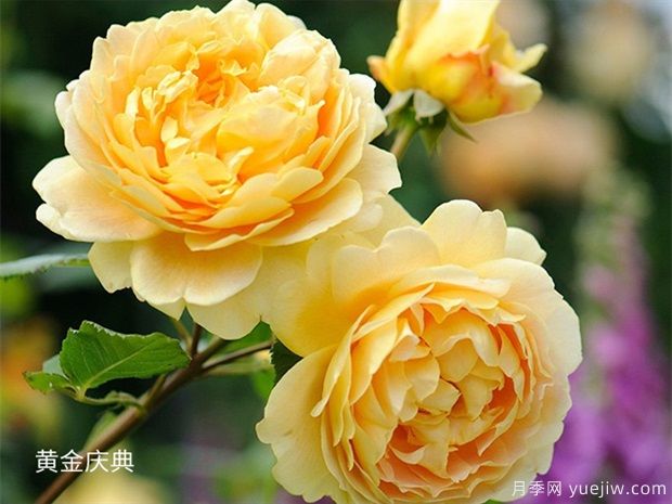 黃色系藤本月季品種，這5款的知名度***高(圖1)
