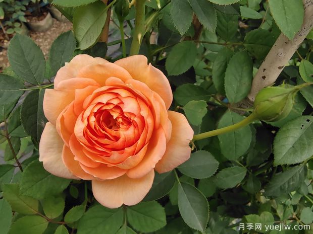 黃色系藤本月季品種，這5款的知名度***高(圖4)