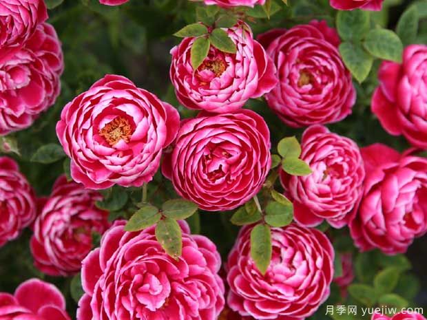 5種公認難養的月季花，顏值超高卻不敢輕易嘗試(圖1)