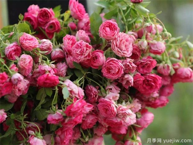 4種月季花量大生長(cháng)快，適合打造藤本花墻拱門(mén)，新手也能養好(圖2)