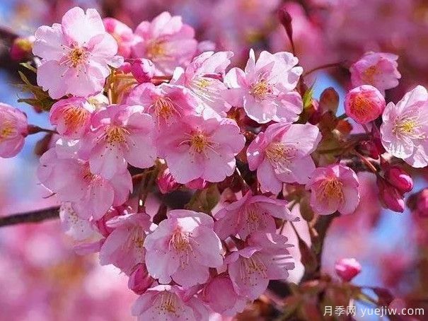 園林綠化中常見(jiàn)的櫻花品種主要有哪些？(圖1)