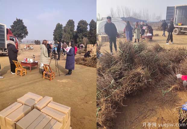 南陽(yáng)成功月季園聯(lián)手田園劉娟，月季苗走進(jìn)千家萬(wàn)戶(hù)(圖1)