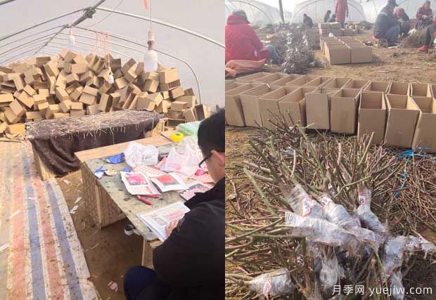 南陽(yáng)成功月季園聯(lián)手田園劉娟，月季苗走進(jìn)千家萬(wàn)戶(hù)(圖2)