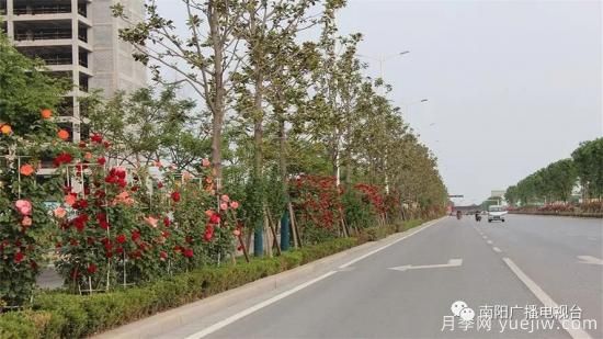 百萬(wàn)月季進(jìn)城，南陽(yáng)全力以赴創(chuàng  )建國家生態(tài)園林城市(圖2)