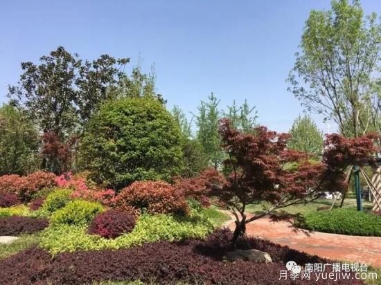 百萬(wàn)月季進(jìn)城，南陽(yáng)全力以赴創(chuàng  )建國家生態(tài)園林城市(圖4)