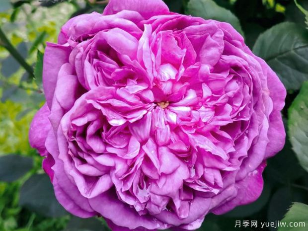 紫羅蘭皇后月季/雷內的紫羅蘭(圖1)