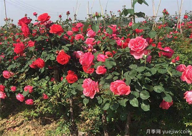 月季花的養殖方法和養護注意事項(圖2)