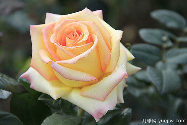 月季花的養殖方法和養護注意事項(圖3)
